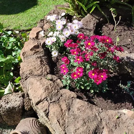 El Trazo タコロンテ