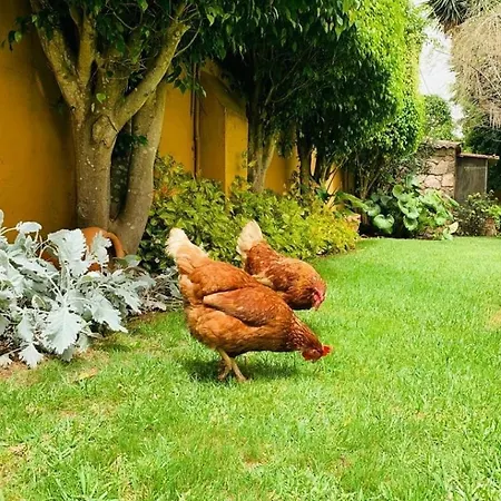 El Trazo タコロンテ