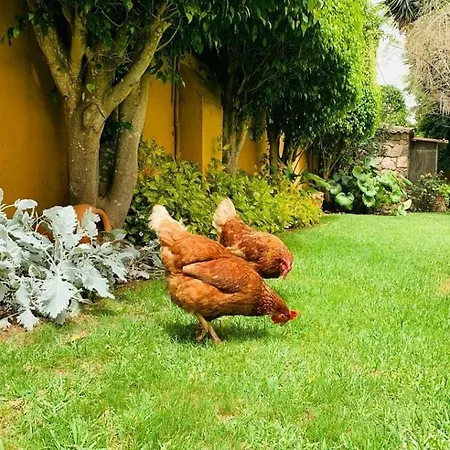 El Trazo Tacoronte